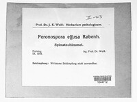 Peronospora effusa image